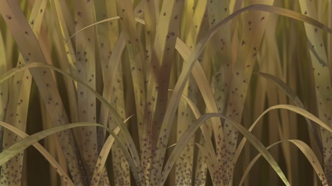 Tensui no Sakuna-hime: Kokorowa Inasaku Nisshi Episodio 2